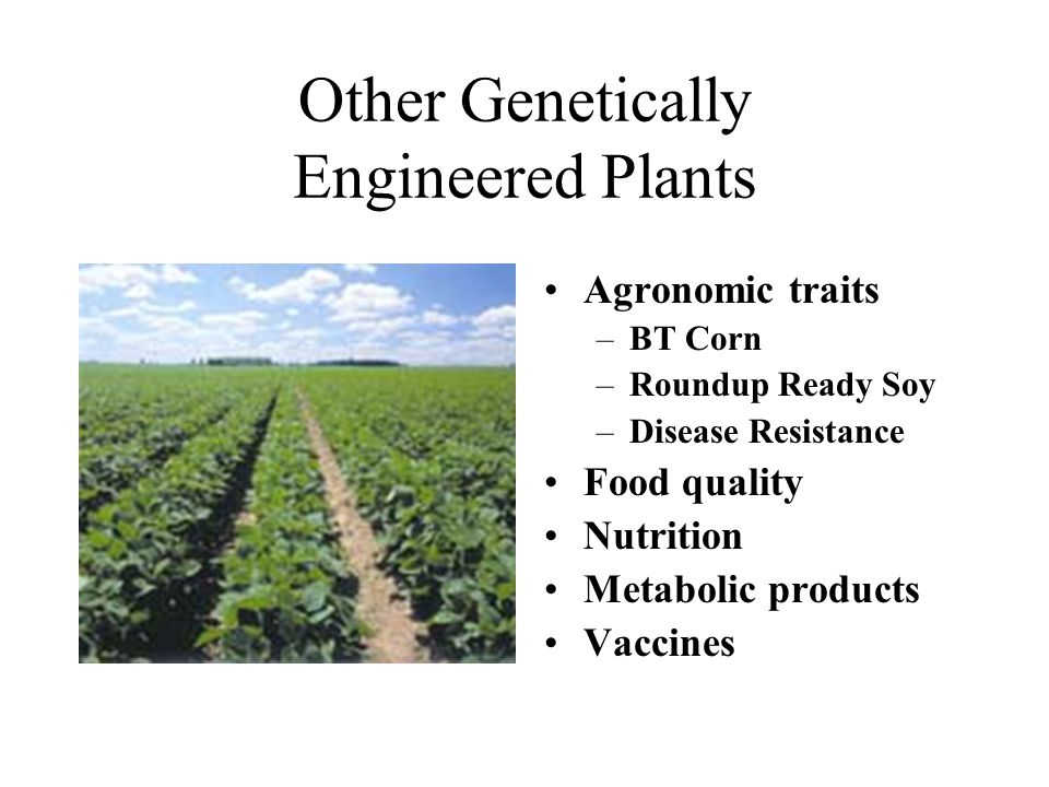 Other Genetically Engineered Plants