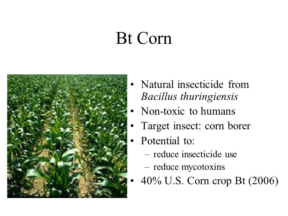 Bt Corn Natural insecticide from Bacillus thuringiensis