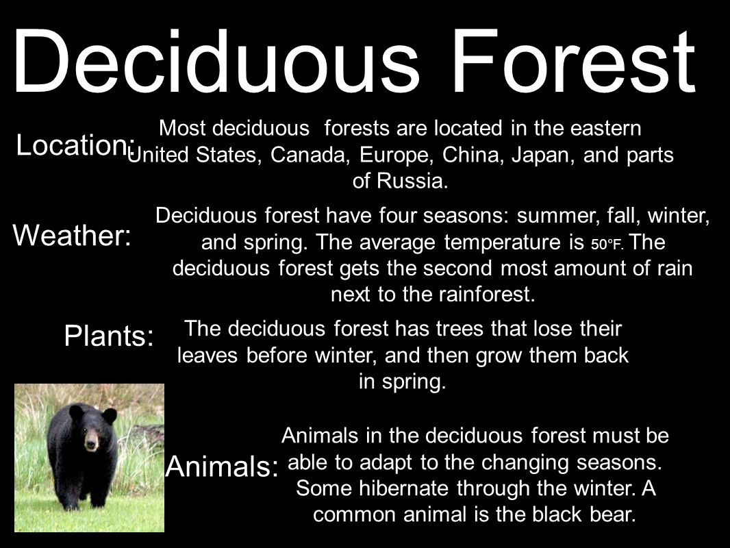Deciduous Forest Location: Weather: Plants: Animals: