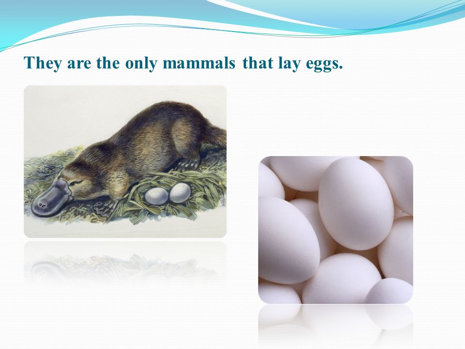They are the only mammals that lay eggs.