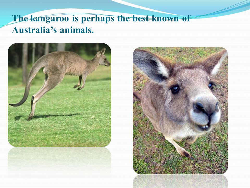 The kangaroo is perhaps the best known of Australia’s animals.