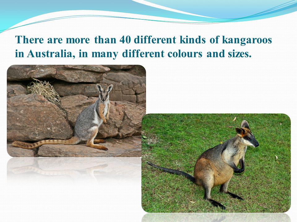 There are more than 40 different kinds of kangaroos in Australia, in many different colours and sizes.