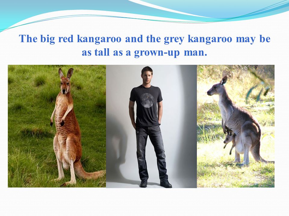 The big red kangaroo and the grey kangaroo may be as tall as a grown-up man.