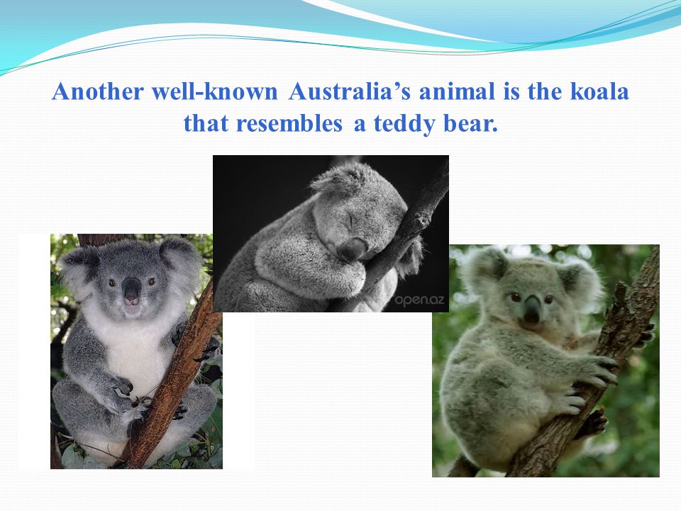 Another well-known Australia’s animal is the koala that resembles a teddy bear.