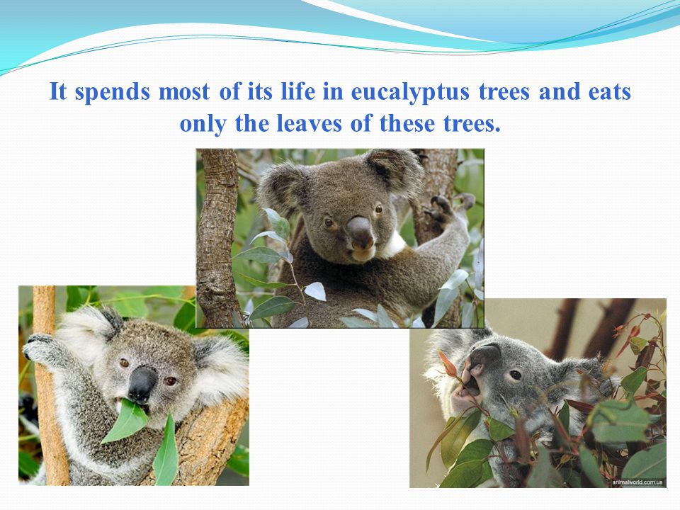 It spends most of its life in eucalyptus trees and eats only the leaves of these trees.