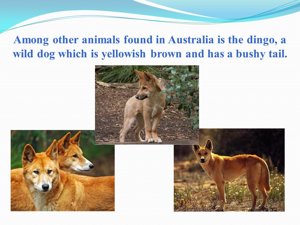 Among other animals found in Australia is the dingo, a wild dog which is yellowish brown and has a bushy tail.
