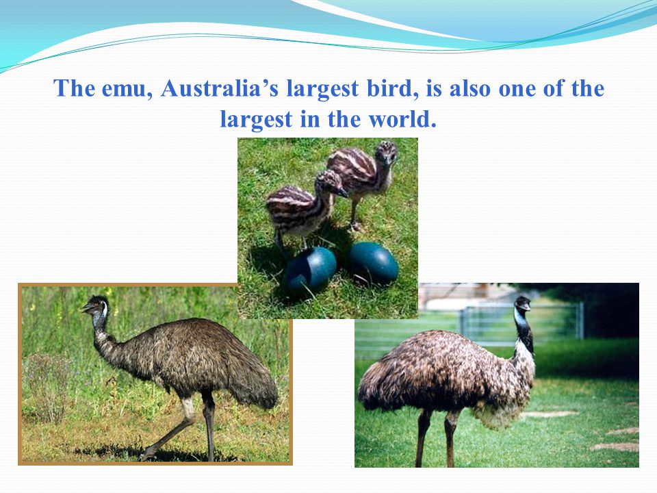 The emu, Australia’s largest bird, is also one of the largest in the world.
