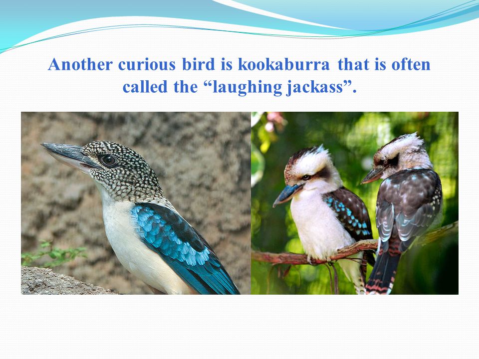 Another curious bird is kookaburra that is often called the laughing jackass .