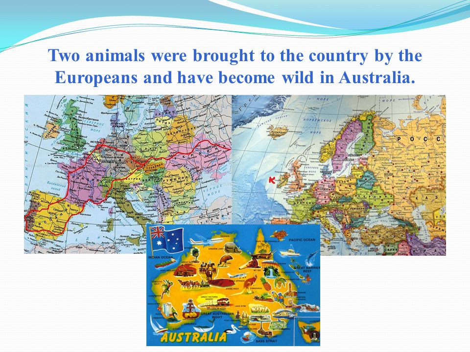 Two animals were brought to the country by the Europeans and have become wild in Australia.