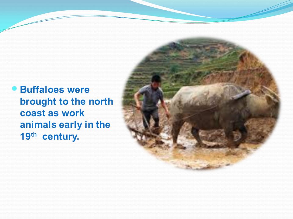 Buffaloes were brought to the north coast as work animals early in the 19th century.