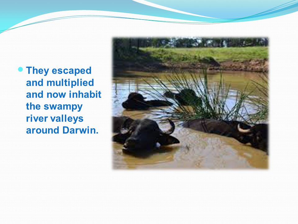 They escaped and multiplied and now inhabit the swampy river valleys around Darwin.