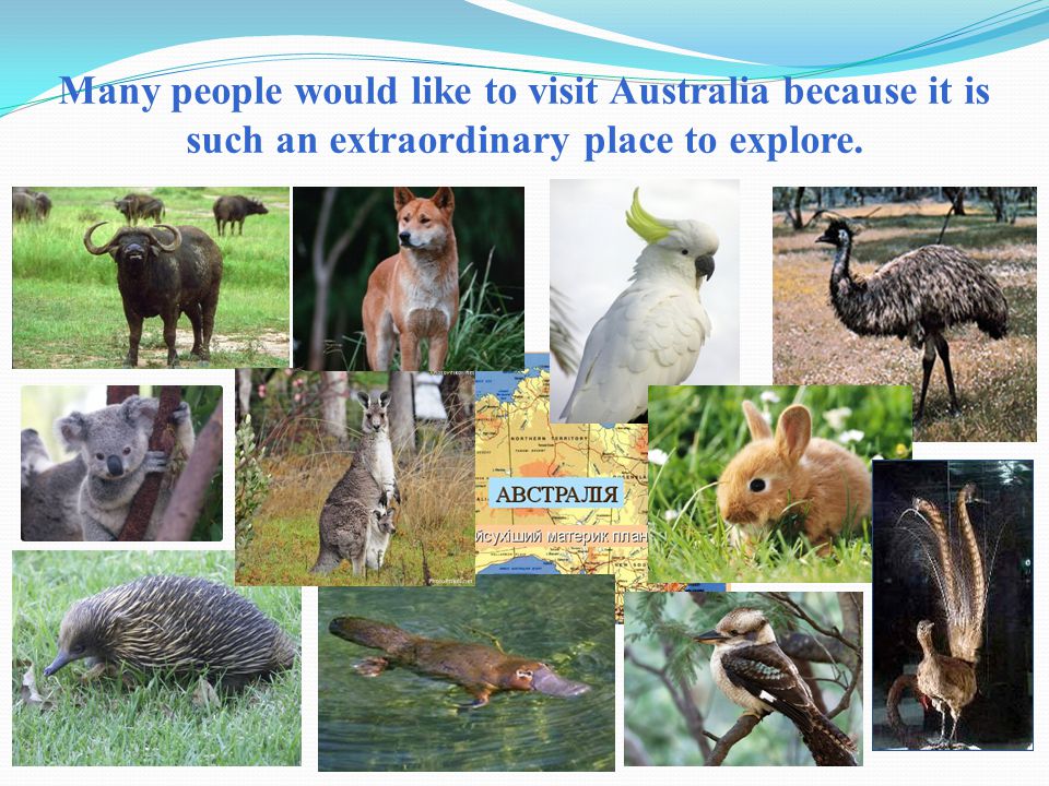 Many people would like to visit Australia because it is such an extraordinary place to explore.