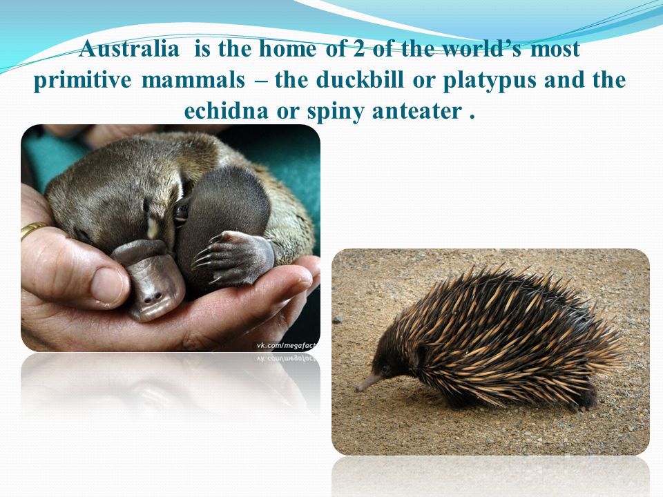 Australia is the home of 2 of the world’s most primitive mammals – the duckbill or platypus and the echidna or spiny anteater .