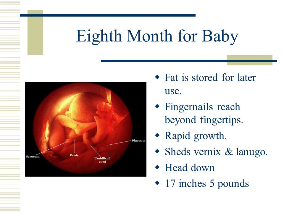 Eighth Month for Baby Fat is stored for later use.