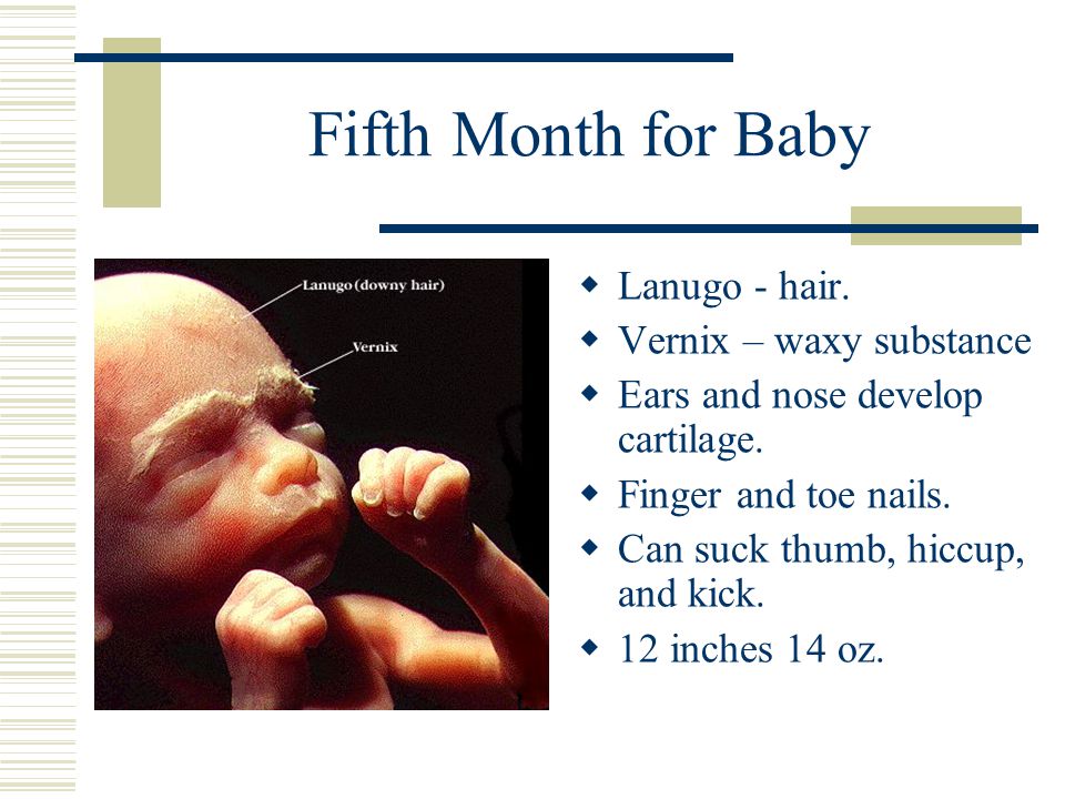 Fifth Month for Baby Lanugo - hair. Vernix – waxy substance