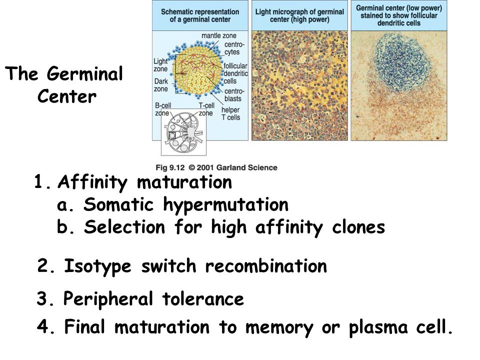 The Germinal Center. Affinity maturation. a. Somatic hypermutation. b. Selection for high affinity clones.