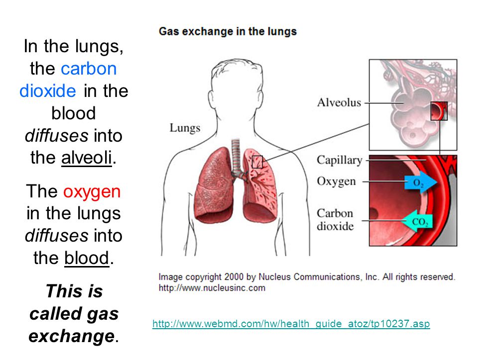 The oxygen in the lungs diffuses into the blood.