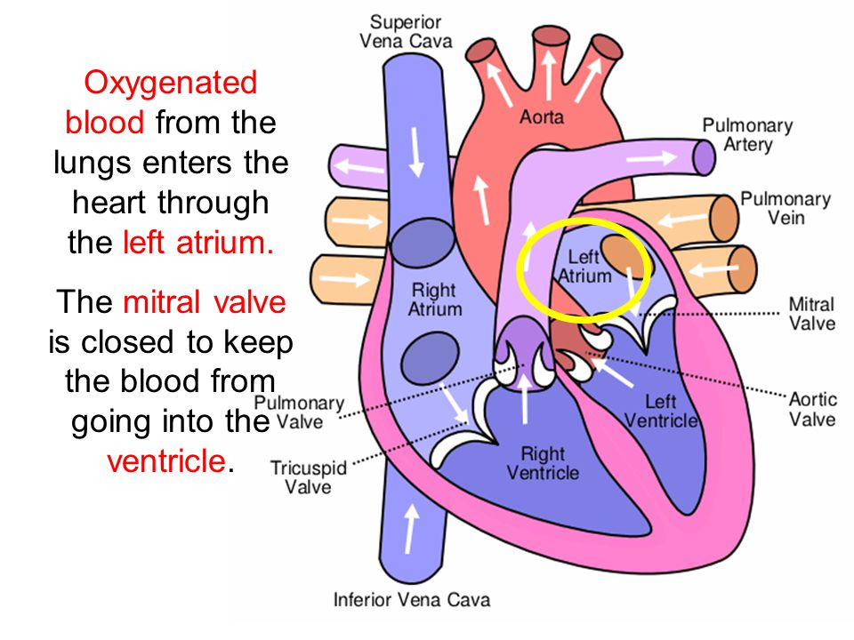 Oxygenated blood from the lungs enters the heart through the left atrium.