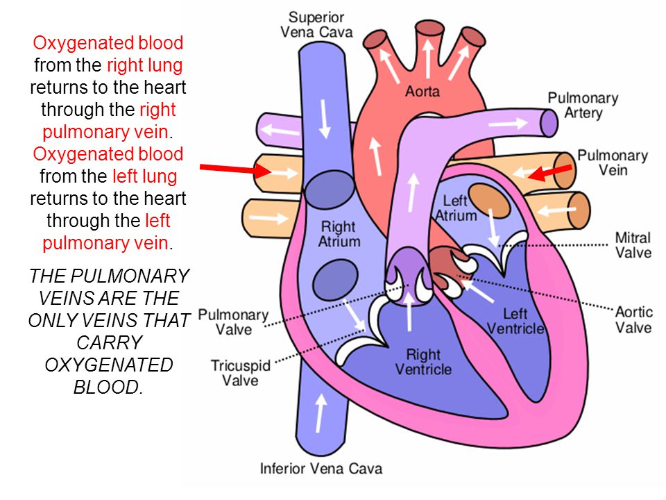 THE PULMONARY VEINS ARE THE ONLY VEINS THAT CARRY OXYGENATED BLOOD.