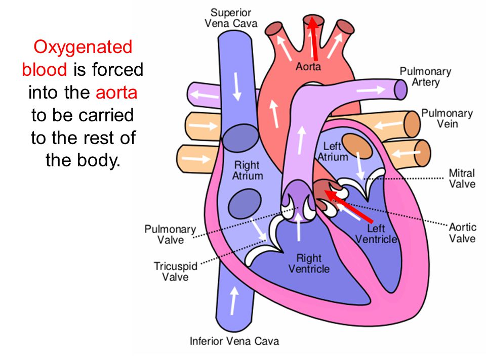 Oxygenated blood is forced into the aorta to be carried to the rest of the body.