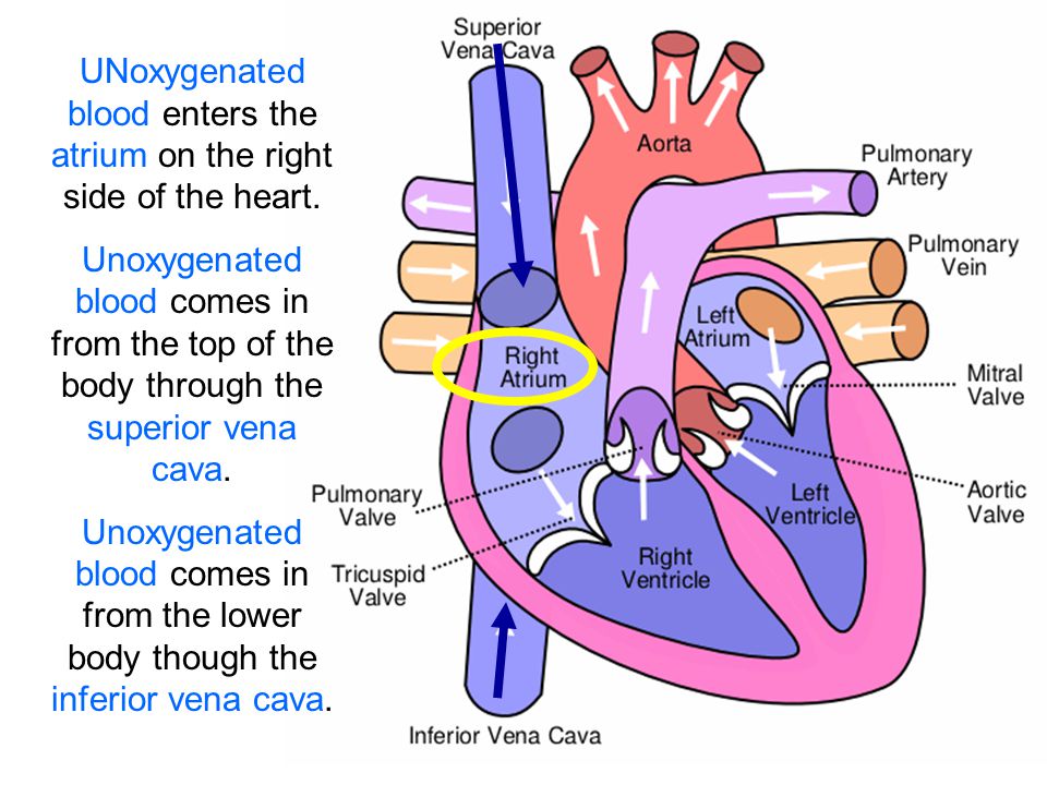 UNoxygenated blood enters the atrium on the right side of the heart.