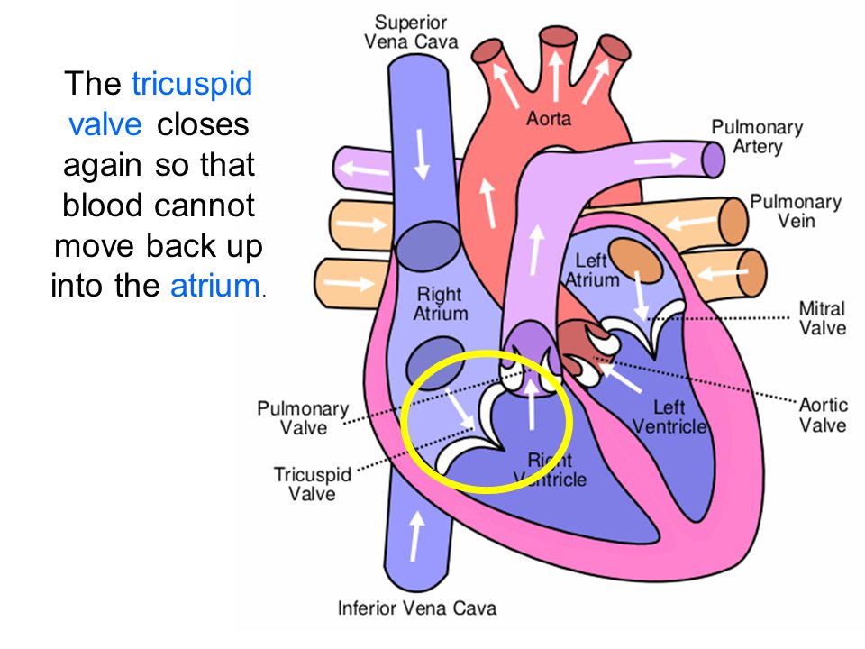 The tricuspid valve closes again so that blood cannot move back up into the atrium.