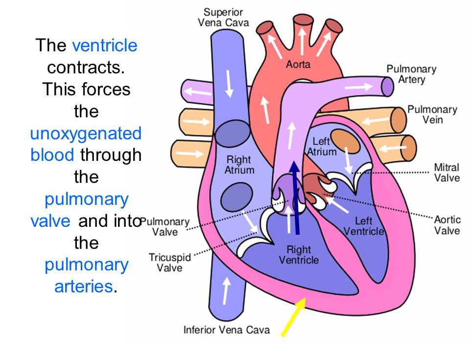 The ventricle contracts