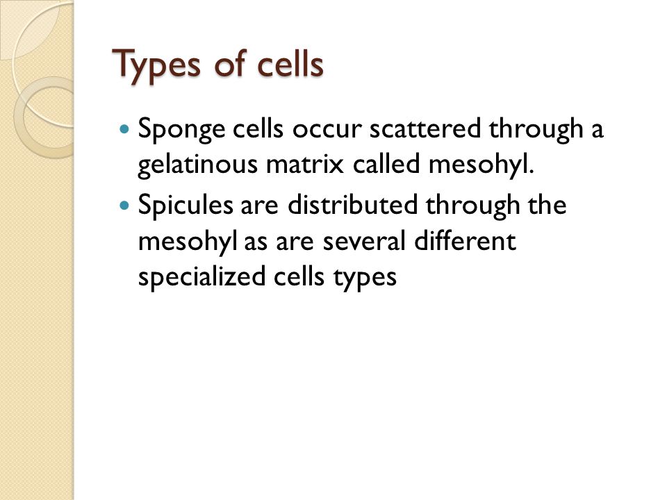 Types of cells Sponge cells occur scattered through a gelatinous matrix called mesohyl.