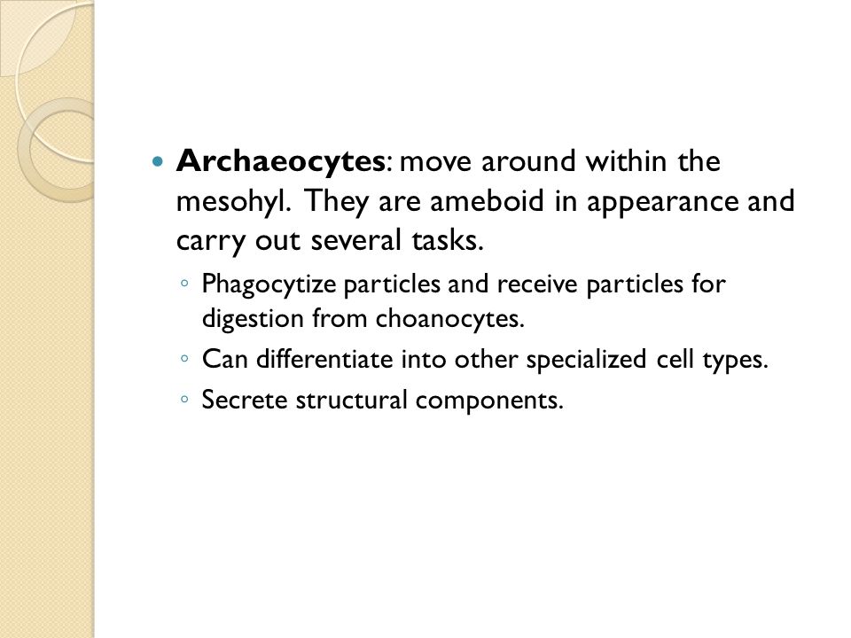 Archaeocytes: move around within the mesohyl