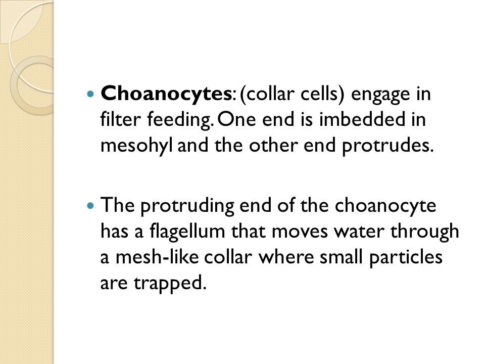 Choanocytes: (collar cells) engage in filter feeding