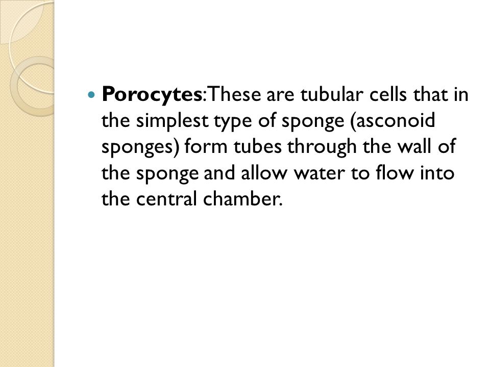 Porocytes: These are tubular cells that in the simplest type of sponge (asconoid sponges) form tubes through the wall of the sponge and allow water to flow into the central chamber.