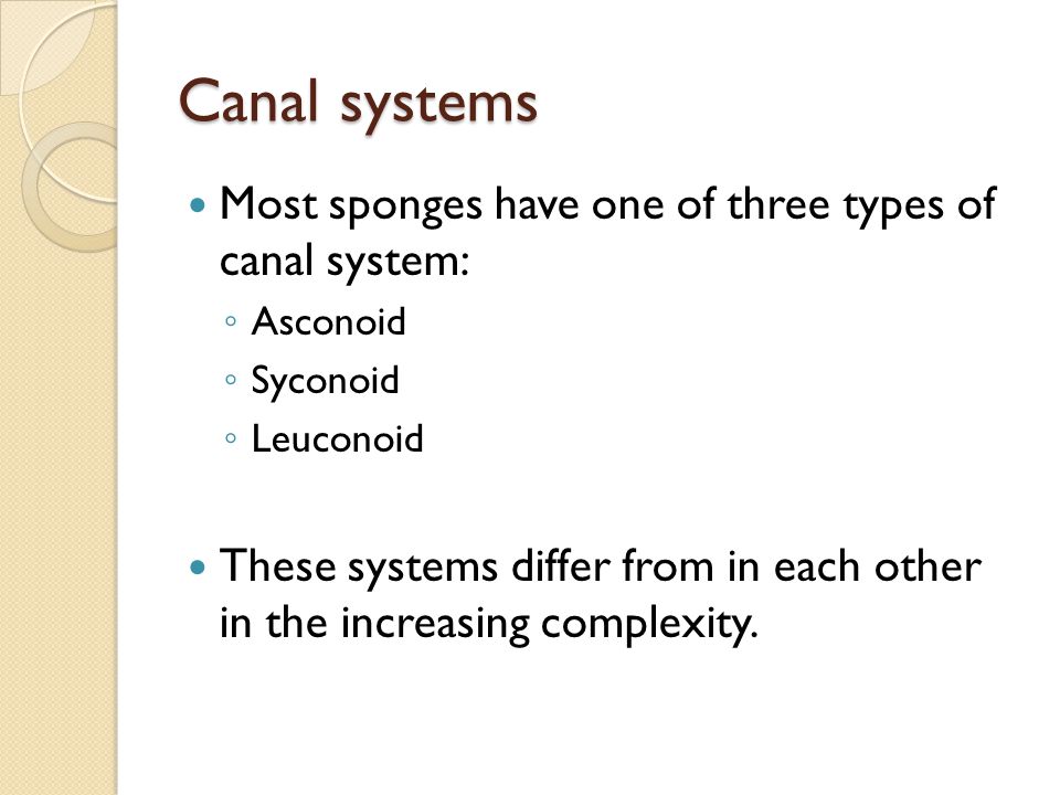 Canal systems Most sponges have one of three types of canal system: