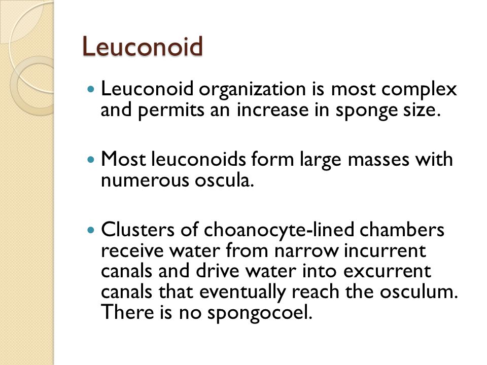 Leuconoid Leuconoid organization is most complex and permits an increase in sponge size. Most leuconoids form large masses with numerous oscula.
