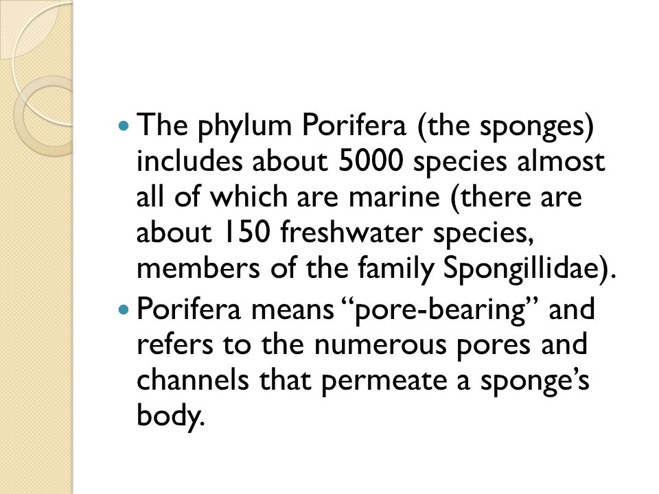 The phylum Porifera (the sponges) includes about 5000 species almost all of which are marine (there are about 150 freshwater species, members of the family Spongillidae).