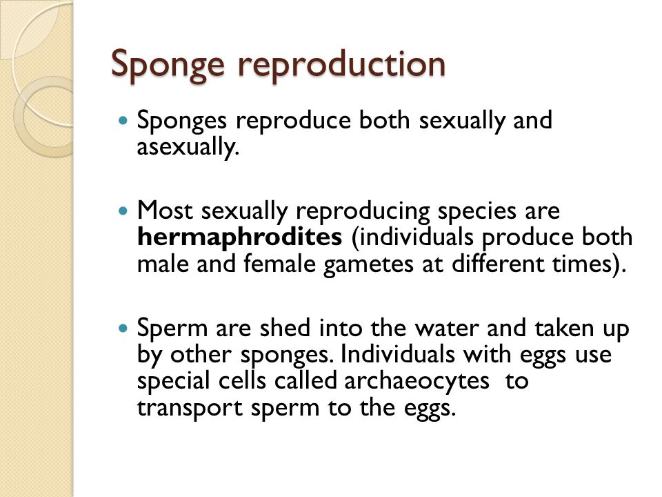 Sponge reproduction Sponges reproduce both sexually and asexually.