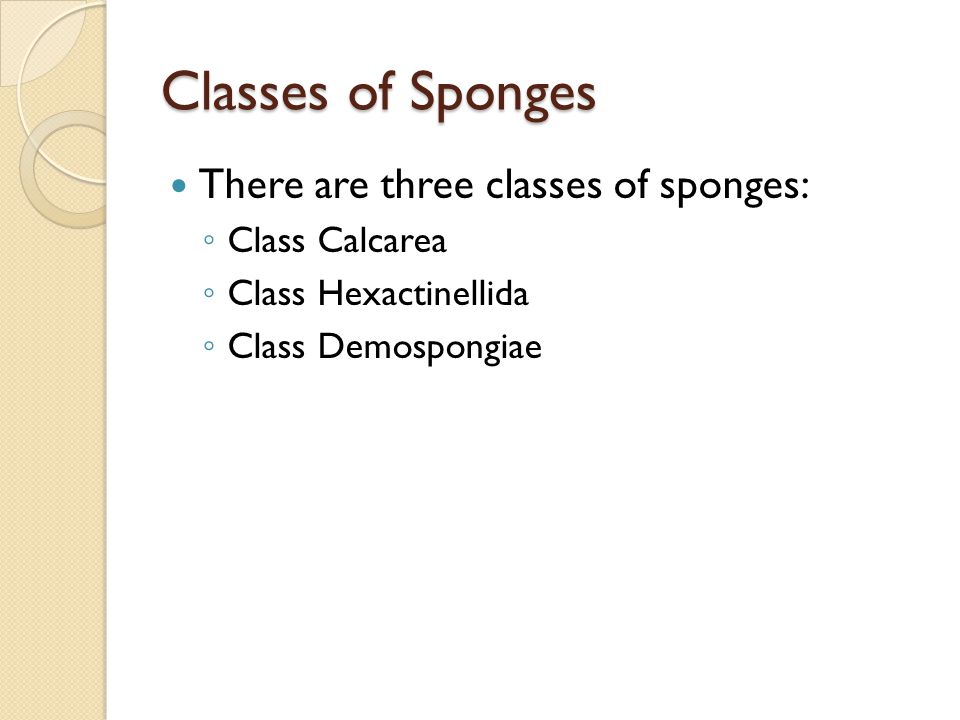 Classes of Sponges There are three classes of sponges: Class Calcarea
