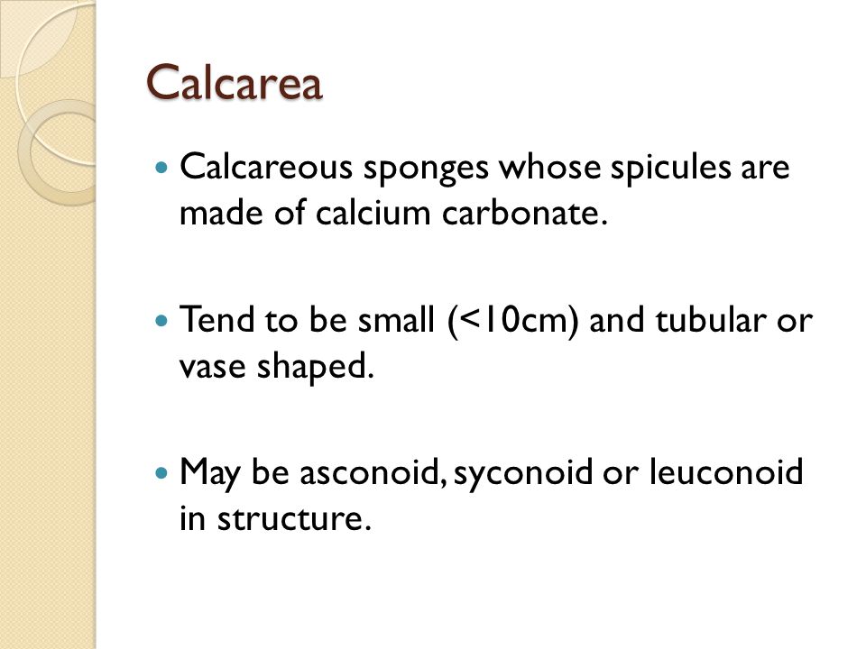 Calcarea Calcareous sponges whose spicules are made of calcium carbonate. Tend to be small (<10cm) and tubular or vase shaped.