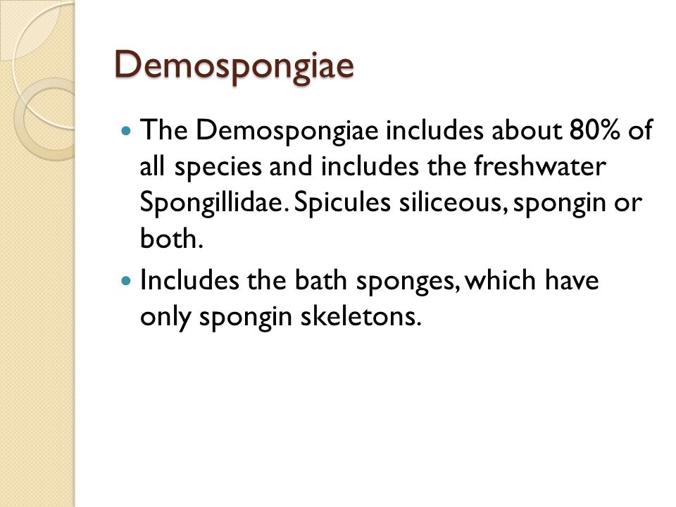 Demospongiae The Demospongiae includes about 80% of all species and includes the freshwater Spongillidae. Spicules siliceous, spongin or both.