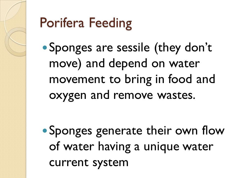 Porifera Feeding Sponges are sessile (they don’t move) and depend on water movement to bring in food and oxygen and remove wastes.