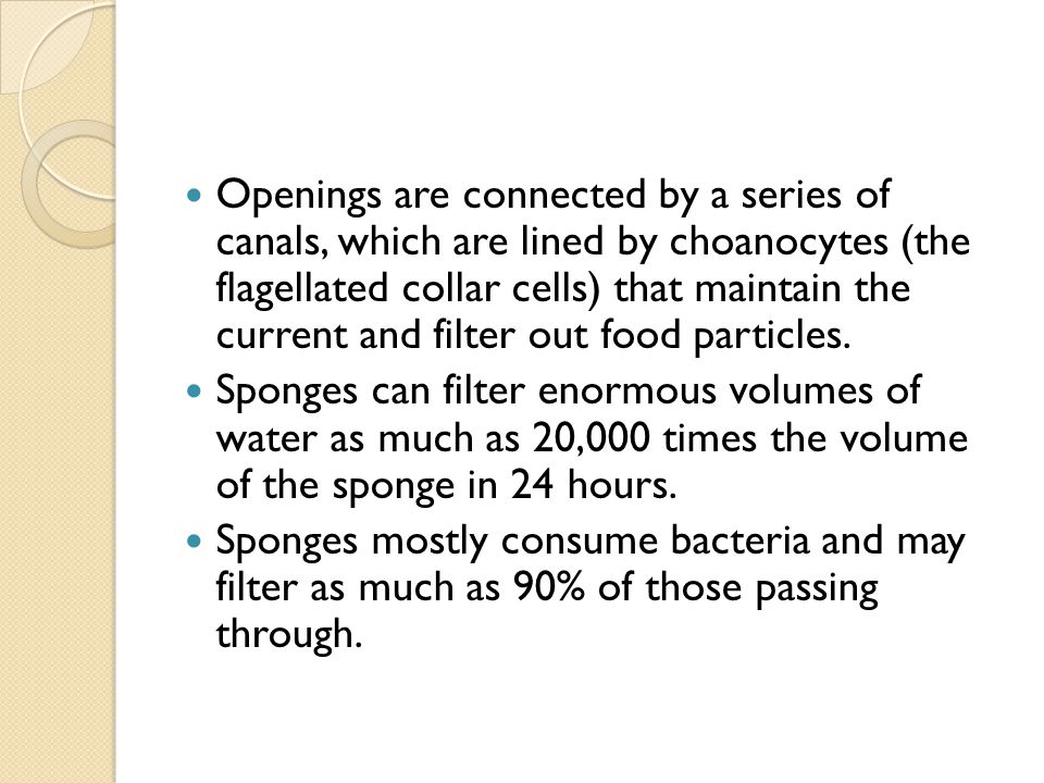 Openings are connected by a series of canals, which are lined by choanocytes (the flagellated collar cells) that maintain the current and filter out food particles.