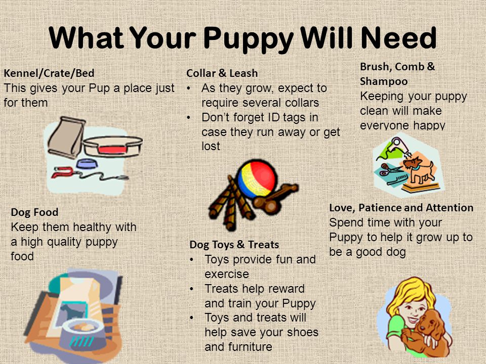 What Your Puppy Will Need