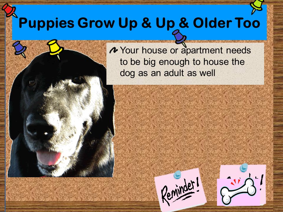 Puppies Grow Up & Up & Older Too