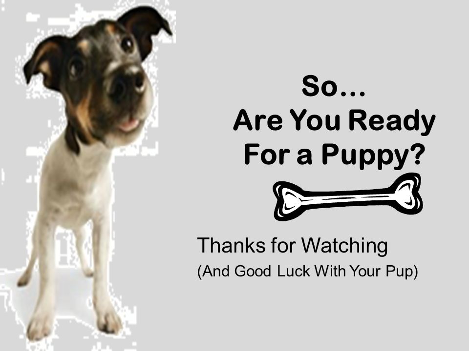 So… Are You Ready For a Puppy