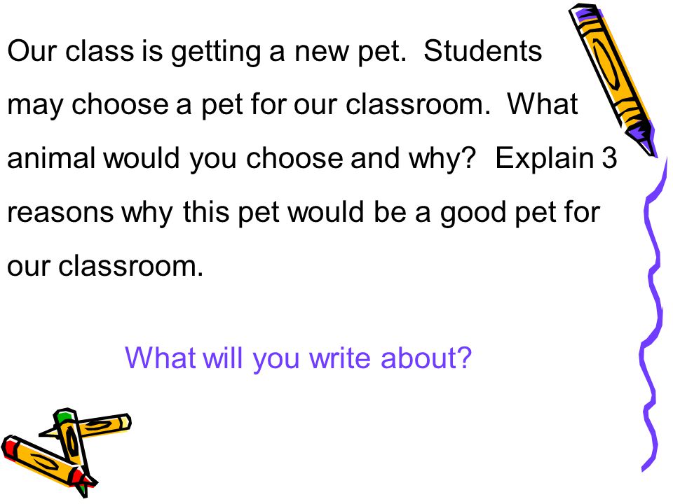 Our class is getting a new pet
