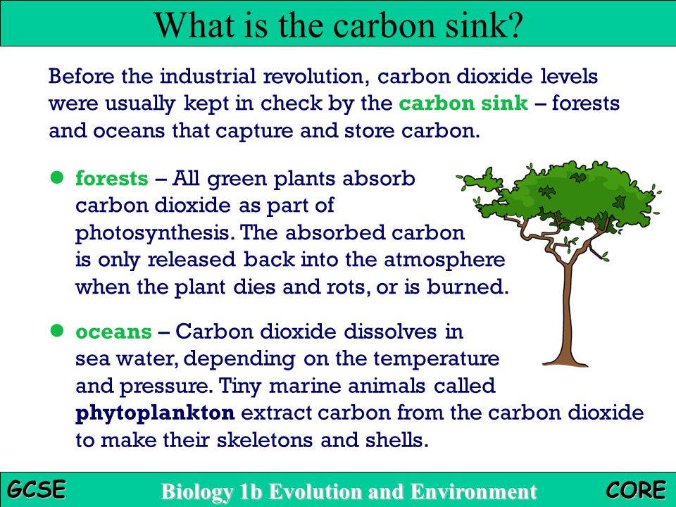 What is the carbon sink