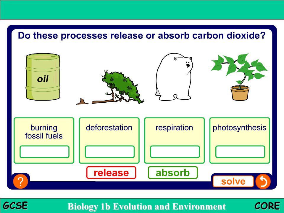The carbon sink