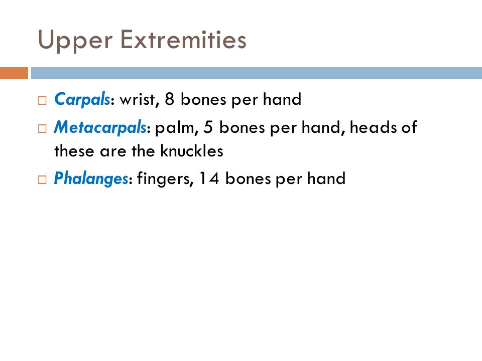 Upper Extremities Carpals: wrist, 8 bones per hand