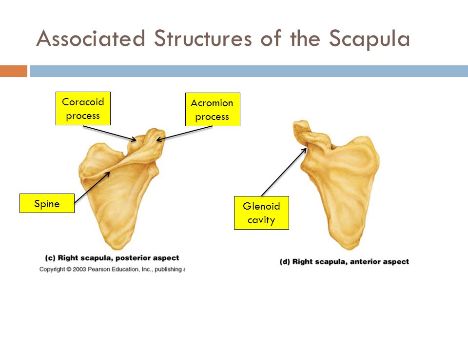 Associated Structures of the Scapula