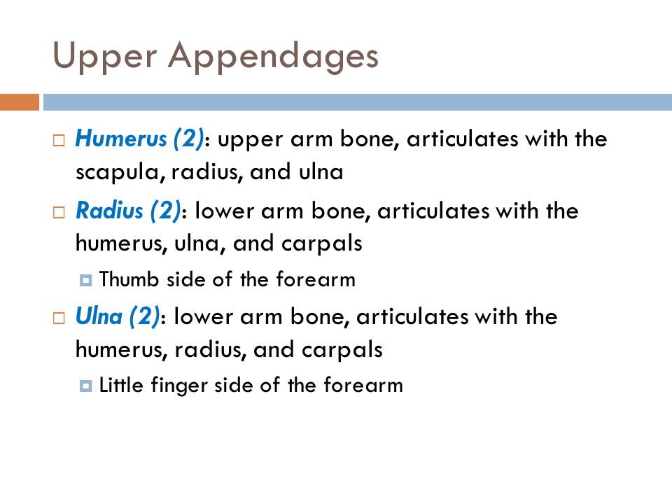 Upper Appendages Humerus (2): upper arm bone, articulates with the scapula, radius, and ulna.