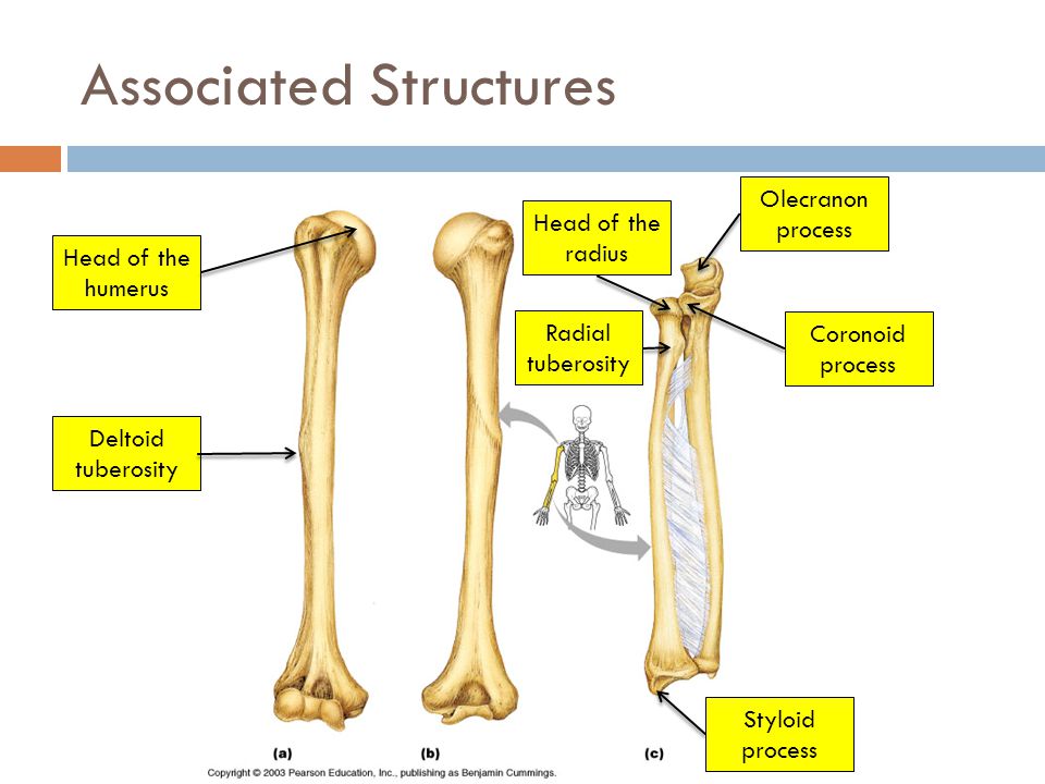 Associated Structures